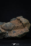 20372 - Rare Huge 3.79 Inch Caudillaenus sp Middle Ordovician Trilobites