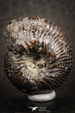 07522 - Stunning Pyritized 0.96 Inch Olcostephanus sp Lower Cretaceous Ammonites