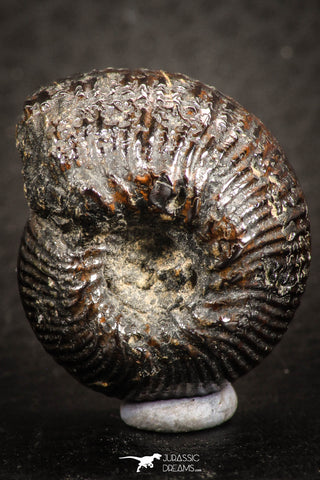 07522 - Stunning Pyritized 0.96 Inch Olcostephanus sp Lower Cretaceous Ammonites