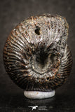 07522 - Stunning Pyritized 0.96 Inch Olcostephanus sp Lower Cretaceous Ammonites