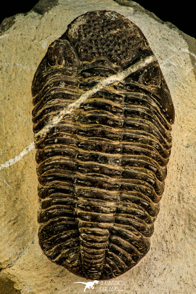 30510 - Beautiful 4.46 Inch Drotops megalomanicus Middle Devonian Trilobite
