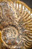 07524 - Nicely Preserved Pyritized 1.01 Inch Unidentified Lower Cretaceous Ammonites