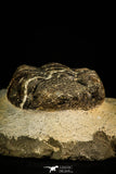 30510 - Beautiful 4.46 Inch Drotops megalomanicus Middle Devonian Trilobite