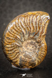 07524 - Nicely Preserved Pyritized 1.01 Inch Unidentified Lower Cretaceous Ammonites