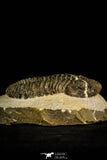 30510 - Beautiful 4.46 Inch Drotops megalomanicus Middle Devonian Trilobite