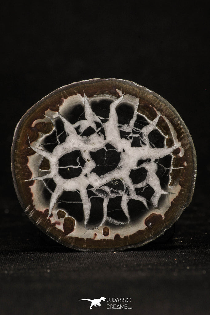 20378 - Top Beautiful Cut and Polished 1.96 Inch Septarian Nodule from South Morocco