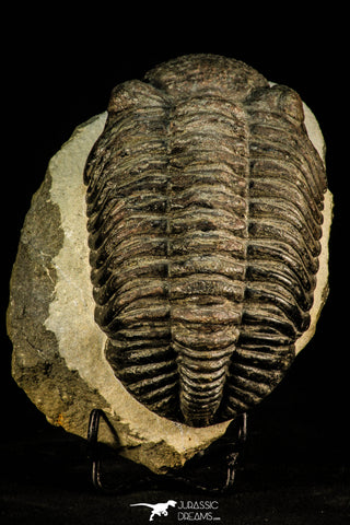 30511 - Well Prepared 4.53 Inch Drotops megalomanicus Middle Devonian Trilobite