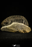 30511 - Well Prepared 4.53 Inch Drotops megalomanicus Middle Devonian Trilobite