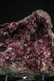 20379 - Nice Pink Erythrite Crystals on Matrix - Bou Azzer Mine (South Morocco)