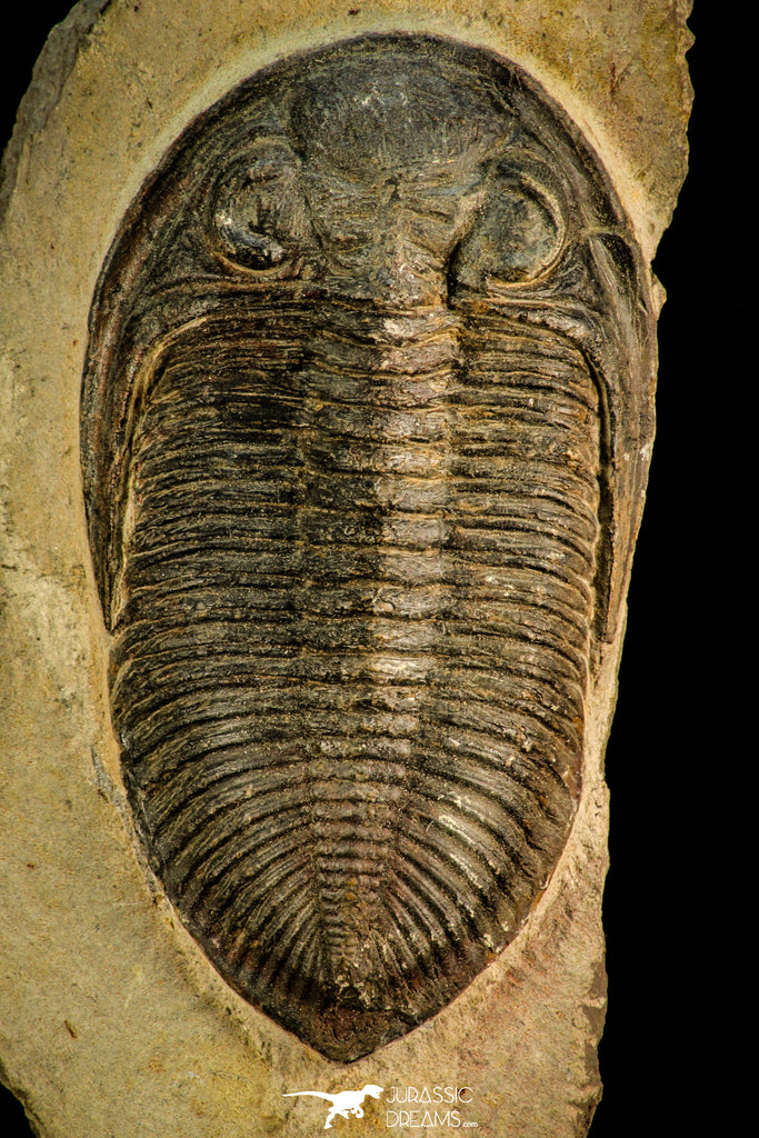 30513 - Top Rare 4.04 Inch  Zlichovaspis rugosa Lower Devonian Trilobite