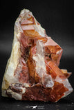 08253 - Top Beautiful 3.52 Inch Natural Red Iron-Oxide Coated Quartz Crystals Cluster