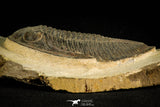 30513 - Top Rare 4.04 Inch  Zlichovaspis rugosa Lower Devonian Trilobite