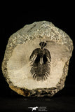 30514 - Top Beautiful 2.09 Inch Walliserops trifurcatus Middle Devonian Trilobite