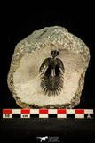 30514 - Top Beautiful 2.09 Inch Walliserops trifurcatus Middle Devonian Trilobite