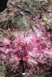20380 - Nice Pink Erythrite Crystals on Matrix - Bou Azzer Mine (South Morocco)