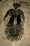 30514 - Top Beautiful 2.09 Inch Walliserops trifurcatus Middle Devonian Trilobite