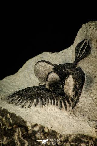 30514 - Top Beautiful 2.09 Inch Walliserops trifurcatus Middle Devonian Trilobite