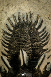 30514 - Top Beautiful 2.09 Inch Walliserops trifurcatus Middle Devonian Trilobite