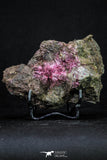 20380 - Nice Pink Erythrite Crystals on Matrix - Bou Azzer Mine (South Morocco)