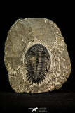 30515 - Top Beautiful 2.09 Inch Hollardops merocristata Middle Devonian Trilobite