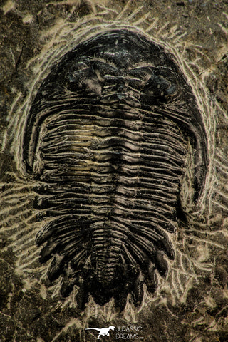 30515 - Top Beautiful 2.09 Inch Hollardops merocristata Middle Devonian Trilobite