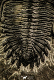 30515 - Top Beautiful 2.09 Inch Hollardops merocristata Middle Devonian Trilobite