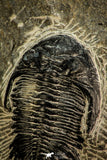 30515 - Top Beautiful 2.09 Inch Hollardops merocristata Middle Devonian Trilobite