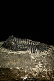 30515 - Top Beautiful 2.09 Inch Hollardops merocristata Middle Devonian Trilobite