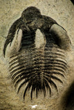 30517 - Beautiful Association of 2 Comura bultyncki Middle Devonian Trilobites