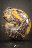 07530 - Top Beautiful Pyritized 0.86 Inch Unidentified Lower Cretaceous Ammonites