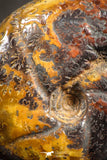 07530 - Top Beautiful Pyritized 0.86 Inch Unidentified Lower Cretaceous Ammonites
