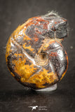 07530 - Top Beautiful Pyritized 0.86 Inch Unidentified Lower Cretaceous Ammonites