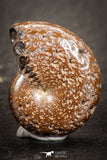 07532 - Astonishing Pyritized 0.77 Inch Phylloceras Lower Cretaceous Ammonites