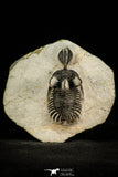 30518 - Beautiful 2.12 Inch Walliserops trifurcatus Middle Devonian Trilobite
