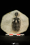 30518 - Beautiful 2.12 Inch Walliserops trifurcatus Middle Devonian Trilobite