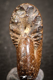 07532 - Astonishing Pyritized 0.77 Inch Phylloceras Lower Cretaceous Ammonites