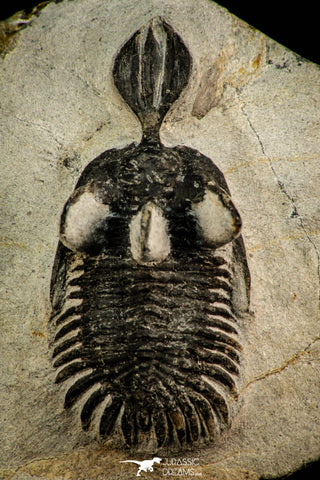 30518 - Beautiful 2.12 Inch Walliserops trifurcatus Middle Devonian Trilobite