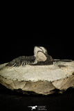 30518 - Beautiful 2.12 Inch Walliserops trifurcatus Middle Devonian Trilobite
