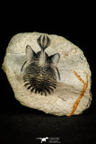 30519 - Well preserved 1.72 Inch Walliserops trifurcatus Middle Devonian Trilobite