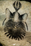 30519 - Well preserved 1.72 Inch Walliserops trifurcatus Middle Devonian Trilobite