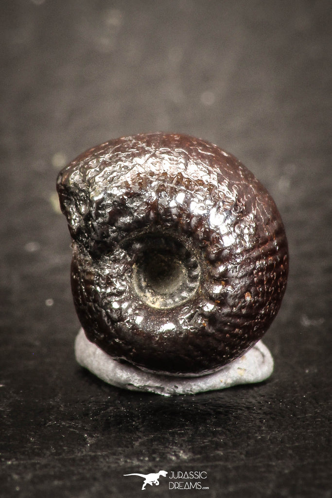 07534 - Beautiful Pyritized 0.49 Inch Olcostephanus sp Lower Cretaceous Ammonites