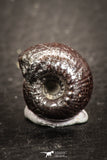 07534 - Beautiful Pyritized 0.49 Inch Olcostephanus sp Lower Cretaceous Ammonites