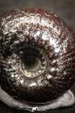 07534 - Beautiful Pyritized 0.49 Inch Olcostephanus sp Lower Cretaceous Ammonites