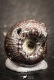 07534 - Beautiful Pyritized 0.49 Inch Olcostephanus sp Lower Cretaceous Ammonites