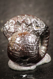 07534 - Beautiful Pyritized 0.49 Inch Olcostephanus sp Lower Cretaceous Ammonites