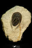 30520 - Well Preserved 2.03 Inch Harpes perradiatus Lower Devonian Trilobite