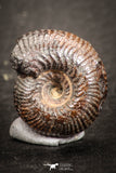 07535 - Astonishing Pyritized 0.63 Inch Olcostephanus sp Lower Cretaceous Ammonites