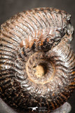 07535 - Astonishing Pyritized 0.63 Inch Olcostephanus sp Lower Cretaceous Ammonites