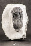 07536 - Top Quality 2.31 Inch Paralejurus spatuliformis Devonian Trilobite