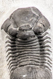 07536 - Top Quality 2.31 Inch Paralejurus spatuliformis Devonian Trilobite